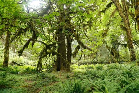 3 Incredible Hoh Rainforest Hikes In Olympic National Park Uprooted