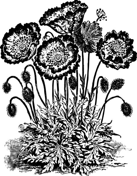 Free Vintage Flowers Black And White Download Free Vintage Flowers