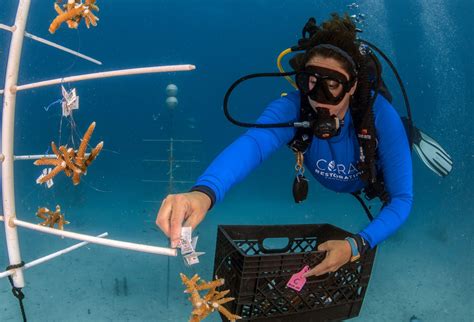 Get Involved With Coral Restoration