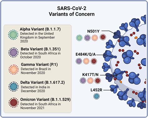 Frontiers SARS CoV 2 Variants Vaccines And Host Immunity