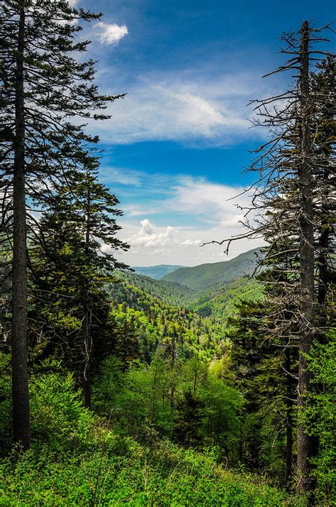Mountain Pines Photograph By James L Bartlett Fine Art America