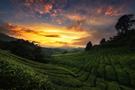 Tea Plantation At Sunset Fields Clouds Sunsets Nature Hd Wallpaper