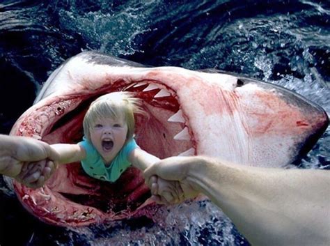 Great White Shark Birth