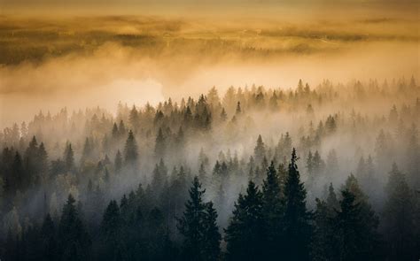 Wallpaper 1230x768 Px Forest Landscape Mist Morning Nature