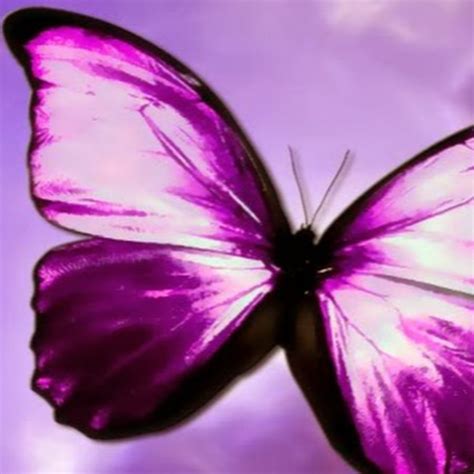 Purple Butterfly Youtube