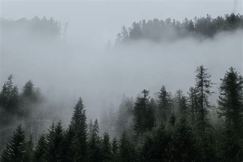 Trees Surrounded By Fogs In The Forest · Free Stock Photo