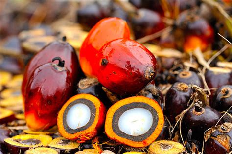 Royalty Free Palm Oil Tree Pictures Images And Stock Photos Istock