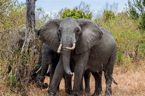 African safari animals list of wildlife adventures. 40+ Photos Of African Safari Animals during Great ...