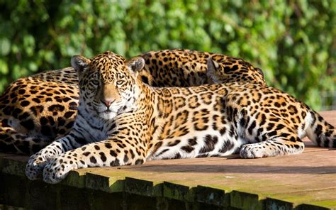 Beauty Cute Amazing Amazing Leopard Animal Wallpapers Hd Desktop