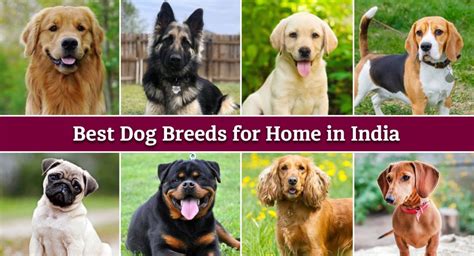 20 Best Dog Breeds In India For Home 2023 Talkcharge Blog
