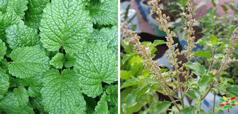Useful Medicinal Plants You Can Grow At Home My Organic Garden