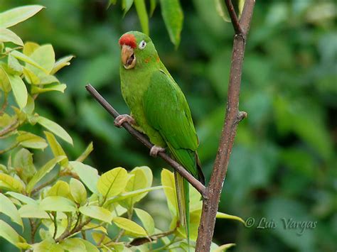 Psittacara Finschi Crimson Fronted Parakeet Perico Palmer Flickr