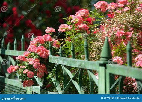 Pink Roses Climbing On Fence Stock Image Image Of Petal Rose 73776061