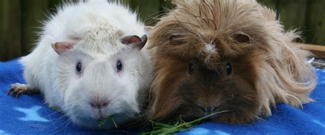 Sponsor A Guinea Pig Pen Animals In Distress Torbay Devon