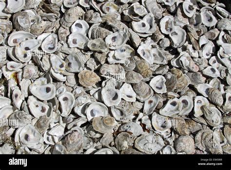 Oyster Shells Stock Photo Alamy