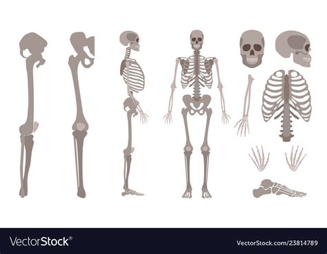Human Skeleton Body Bones And Skull Set Royalty Free Vector