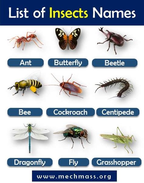 Insects Names List With Pictures Pdf List Of Bugs Mechmass Insects