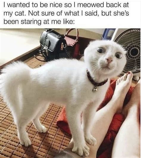 Funny Cat Meme Gifs Rubrik Pilihan Hot Sex Picture