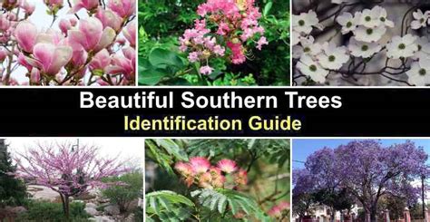 Southern Trees With Pictures Identification Guide