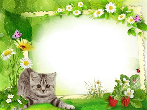 Photo Frame Free Download — My Favorite Kitten — Картинки и Рисунки