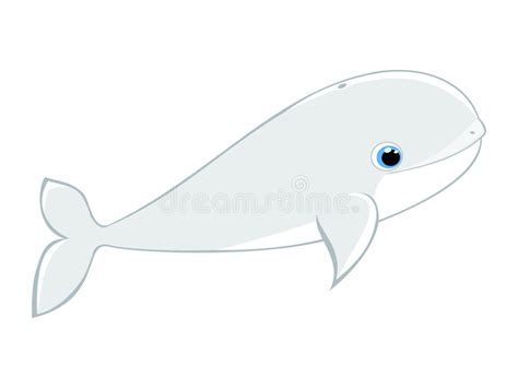 Baby Beluga Whale Vector Illustration Stock Vector