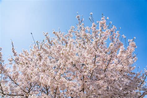 Free Images Yongdap Station Korea Seoul Spring Flowers Cherry