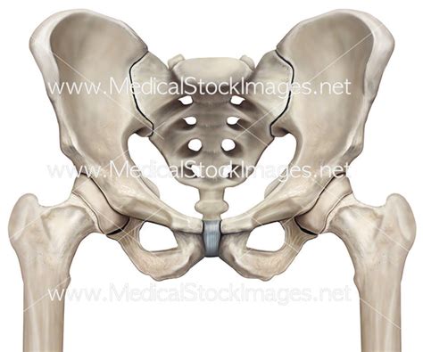 Pelvis And Femur Hip Joints Medical Stock Images Company