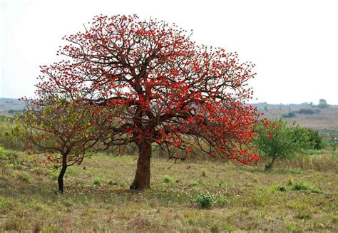 Erythrina Abyssinica Plants Of Ngorongoro Crater Tanzania · Inaturalist