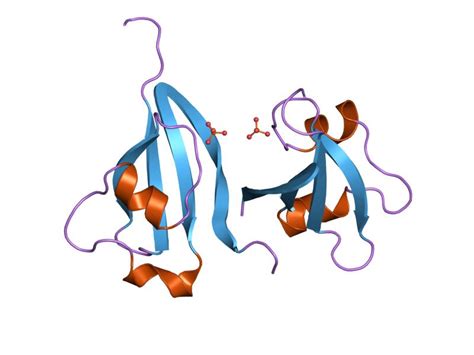 Check spelling or type a new query. Cyclin-dependent kinase regulatory subunit family - Wikipedia