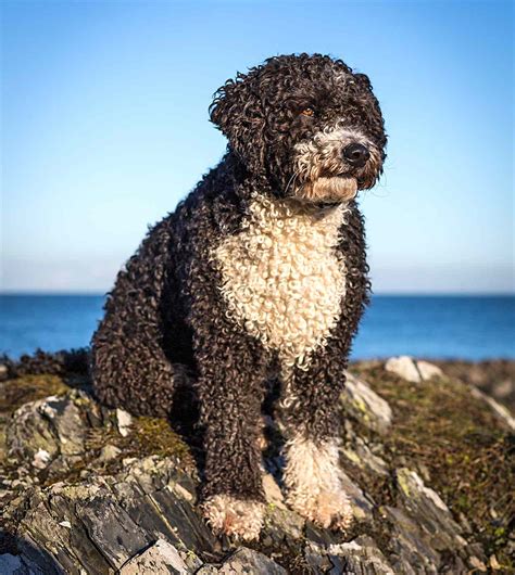 Spanish Water Dog Breed Information And Characteristics Daily Paws