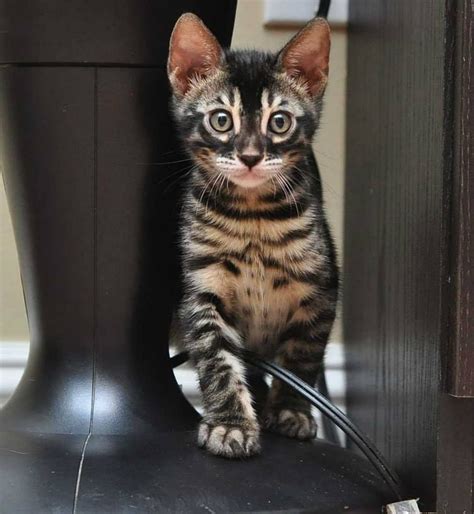 Tortoiseshell tabby armenian american toyger cat exotic cats punk princess bengal cats 10 picture charcoal black adorable kittens. Charcoal Brown Bengal | Animals | Pinterest | Cat, Toyger ...