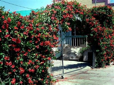 Stunning 20 Pretty Evergreen Vines Ideas For Home Evergreen Vines Fast Growing Evergreens