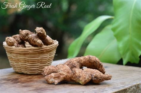 Worst Ginger Side Effects We Should Know Wildturmeric