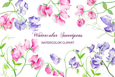 Watercolor Sweet Pea Flowers Illustrations Creative Market