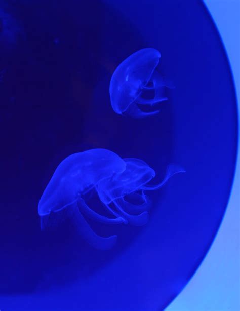Moon Jellyfish Live Pet Jellyfish