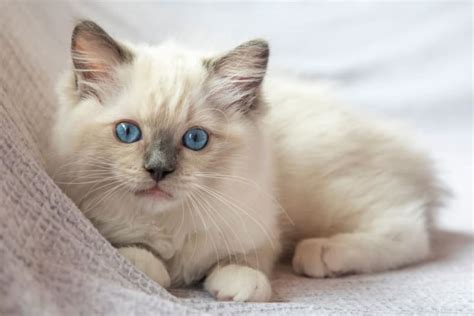 The Cutest Cat Breeds You Will Love Plains Vets
