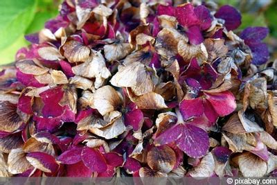 We did not find results for: Hortensien Blätter und Blüten sind verbrannt: was tun ...