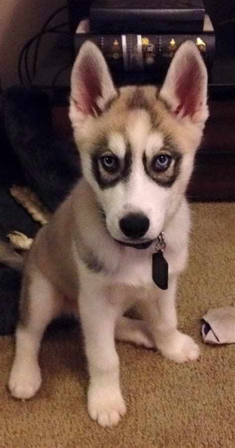 0:51 tami richmond 15 693 просмотра. Husky Videos and Pictures | Siberian Husky Pics