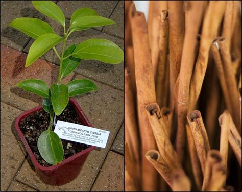 Cinnamon Cinnamomum Zeylanicum Growing Garlic Growing Herbs Growing