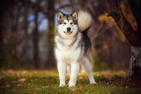 Alaskan Malamute Australian Shepherd Mix The Stately Worker