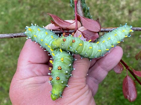 Listen to the audio pronunciation in english. Robin Moth caterpillars (Cecropia) in the later stages bef ...