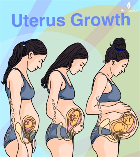 Top 9 Uterus Size By Week Diagram 2022