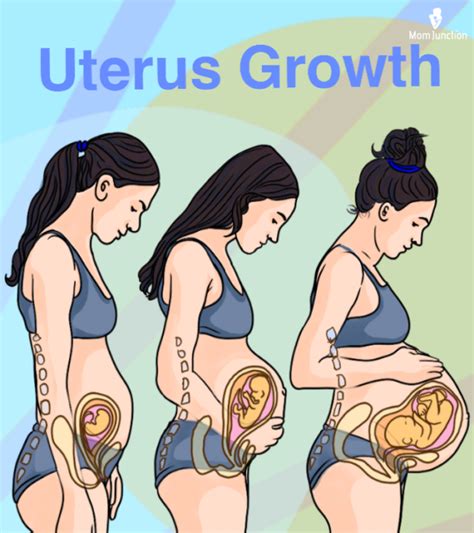 Uterus During Pregnancy Sizes And How It Works