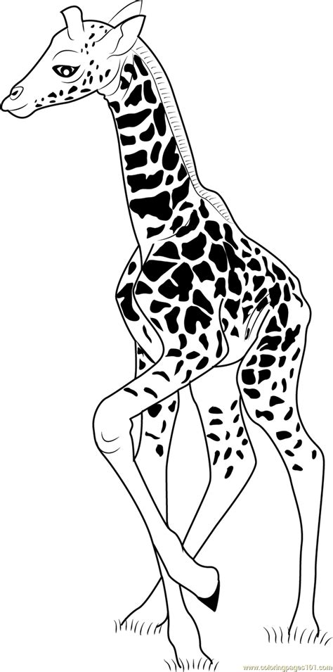 Baby Giraffe Coloring Page for Kids - Free Giraffe Printable Coloring