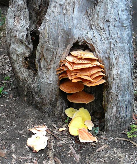 Fungus Fungus On Tree Stump Near Spreckels Lake Anna Conti Flickr