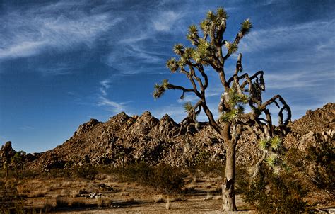 Joshua Tree National Park Paul Reiffer Landscape Photography Paul