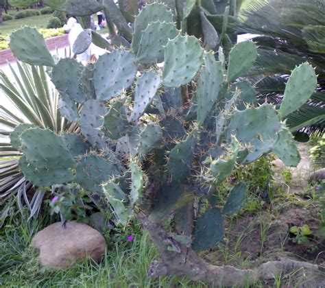 Cactus Cacctus