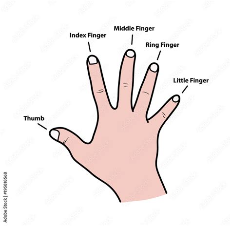 Fingers Names Of Human Body Parts A Hand Drawn Vector Cartoon