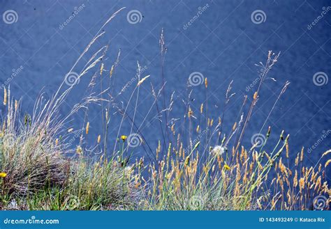 Coastal Grasses On The Coast Stock Image Image Of Grasses Nature