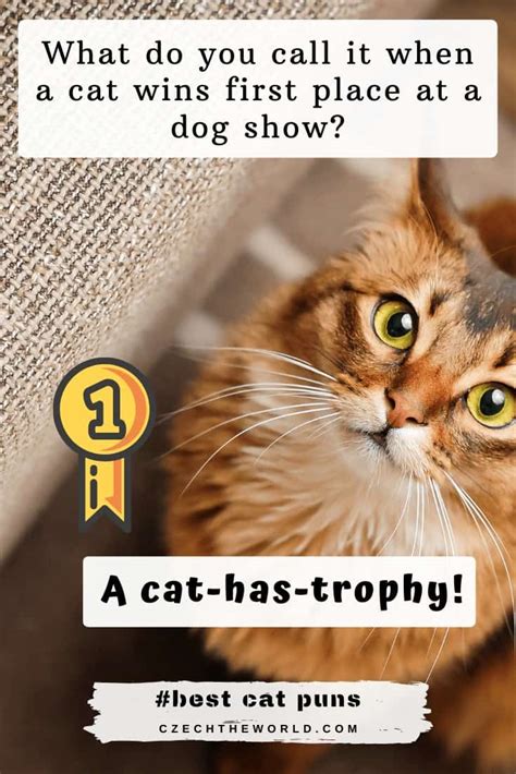 Best Cat Puns And Jokes That Are Simply Paw Some